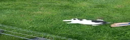 Mini Lop rabbits for sale: Mini lop boys - Advert 4