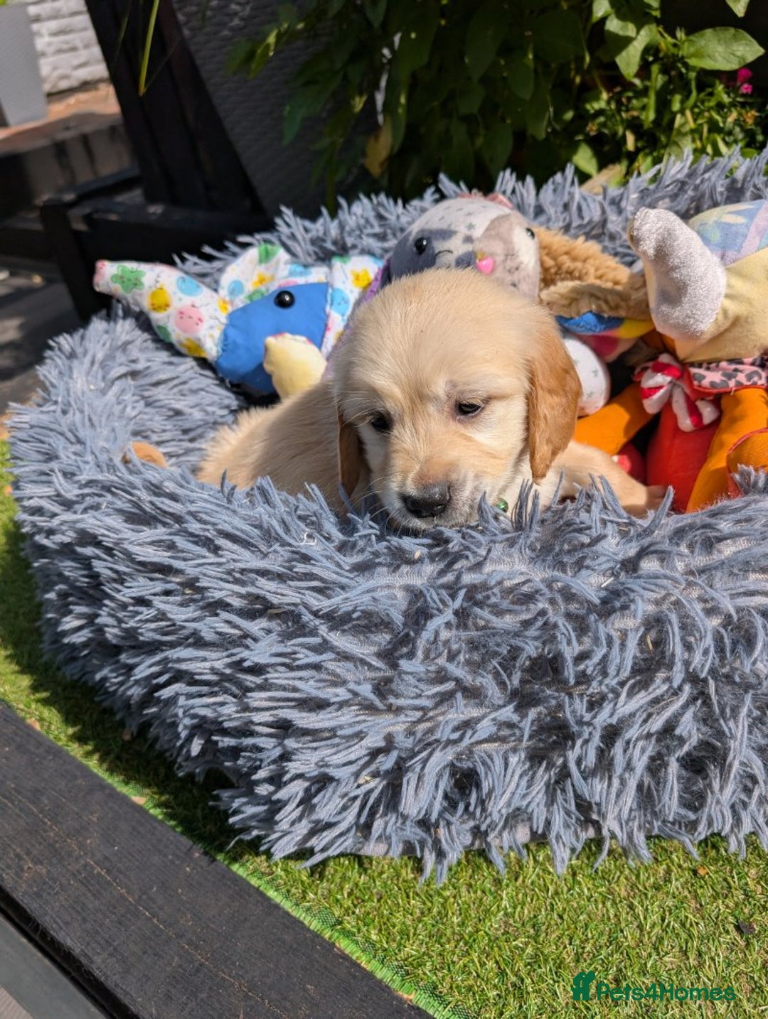 Golden Retriever dogs for sale: Gorgeous Golden Retriever puppies - Image 9