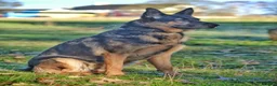German Shepherd dogs for sale: German shepherd  - Advert 3