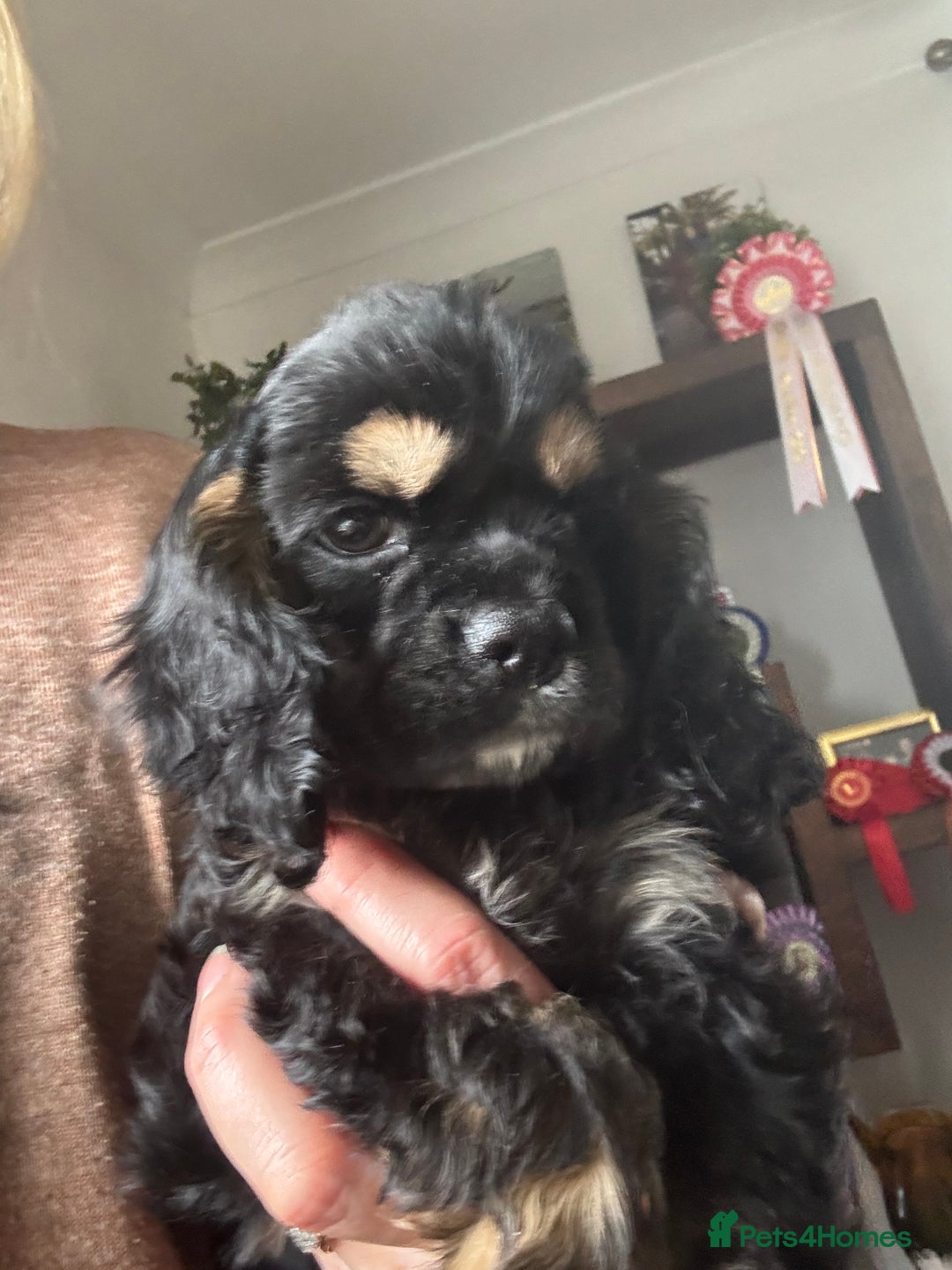 American Cocker Spaniel dogs for sale: KC reg American puppies - Advert 9