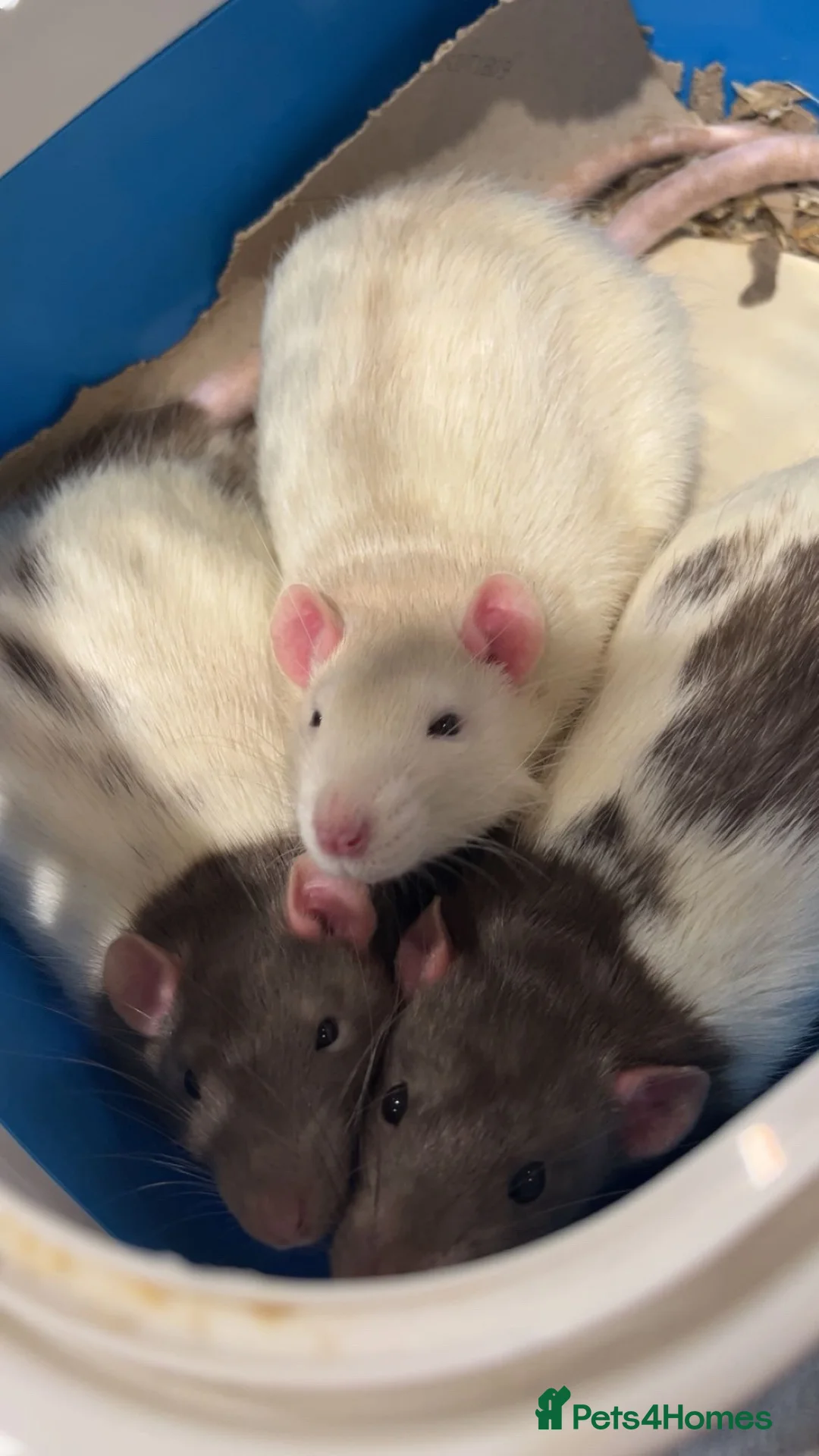 Rat rodents for sale: Need to rehome my baby boys, inc-cage&toys&food - Advert 1