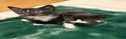 Mixed Breed cats for sale: Beautiful Bombay × Turkish Van Kittens - Advert 4