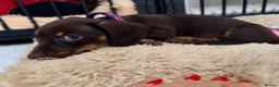 Miniature Dachshund dogs for sale: Alice 💖 & Arthur 💙 - Advert 2