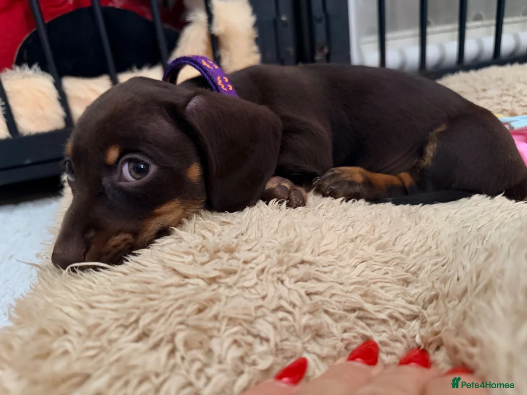 Miniature Dachshund dogs for sale: Alice 💖 & Arthur 💙 - Advert 2