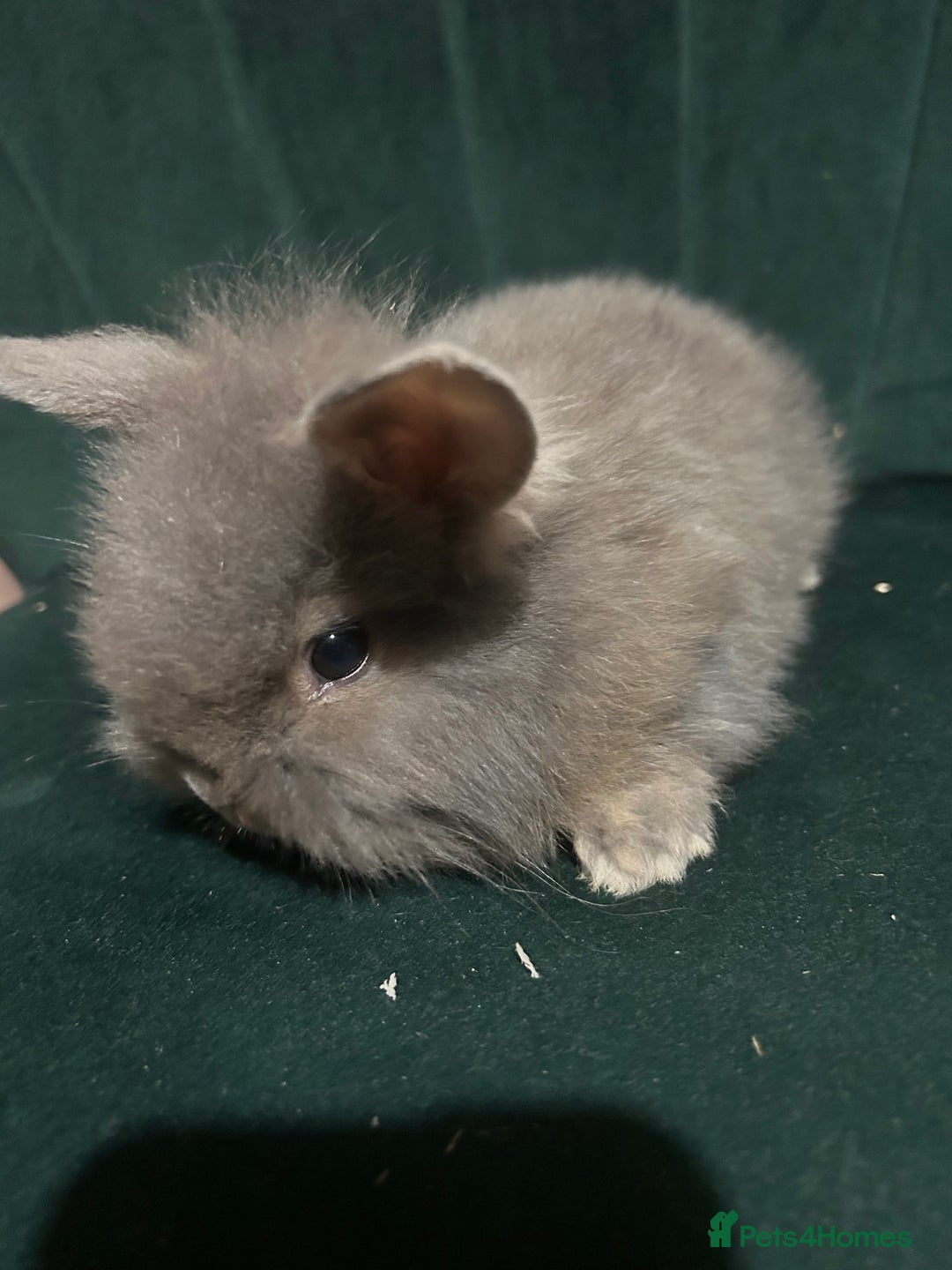 Mixed Breed rabbits for sale: New zealand cross Lionhead - Advert 8