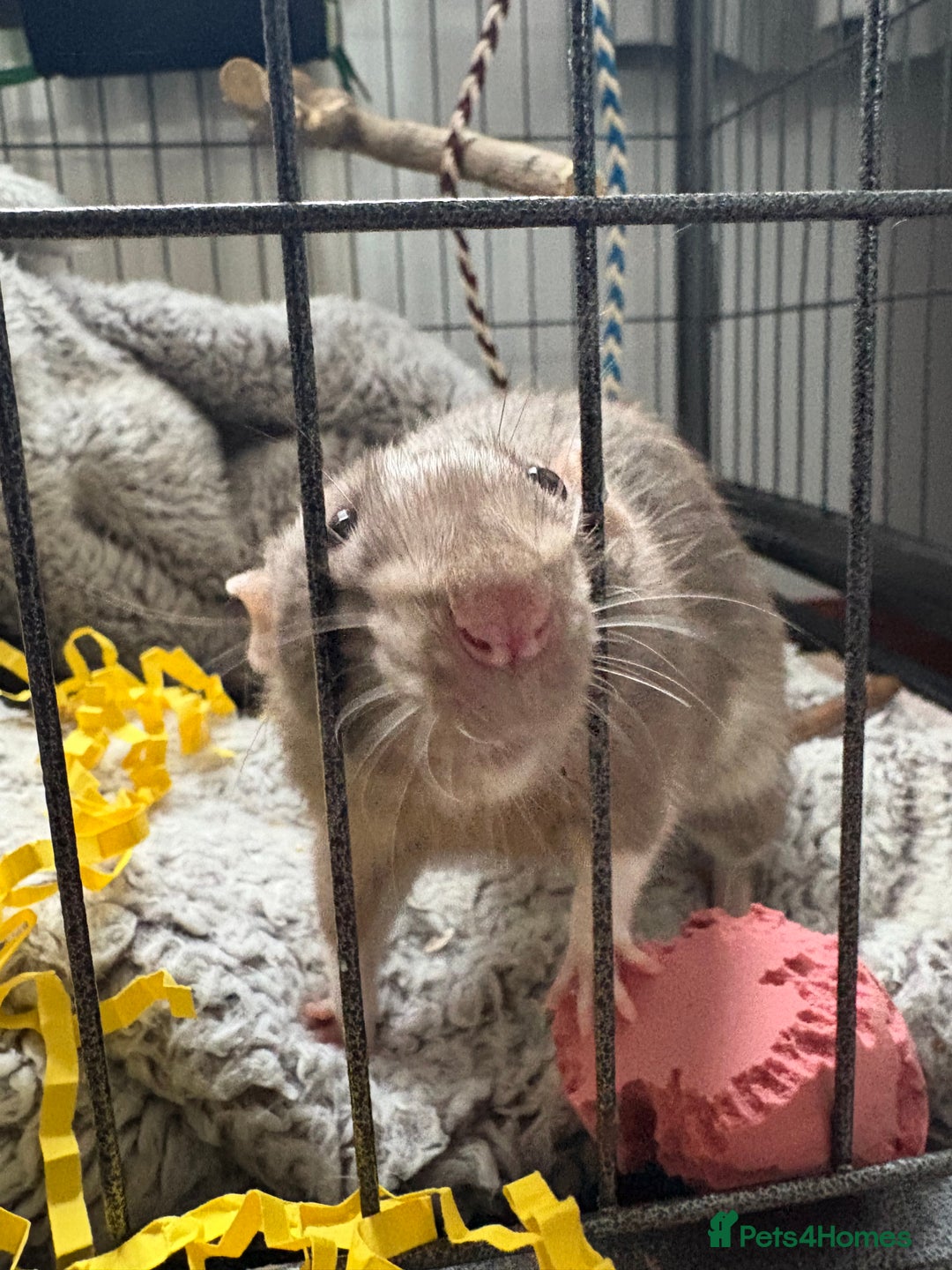 Rat rodents for sale: 2 male rats ( with cage) - Image 4