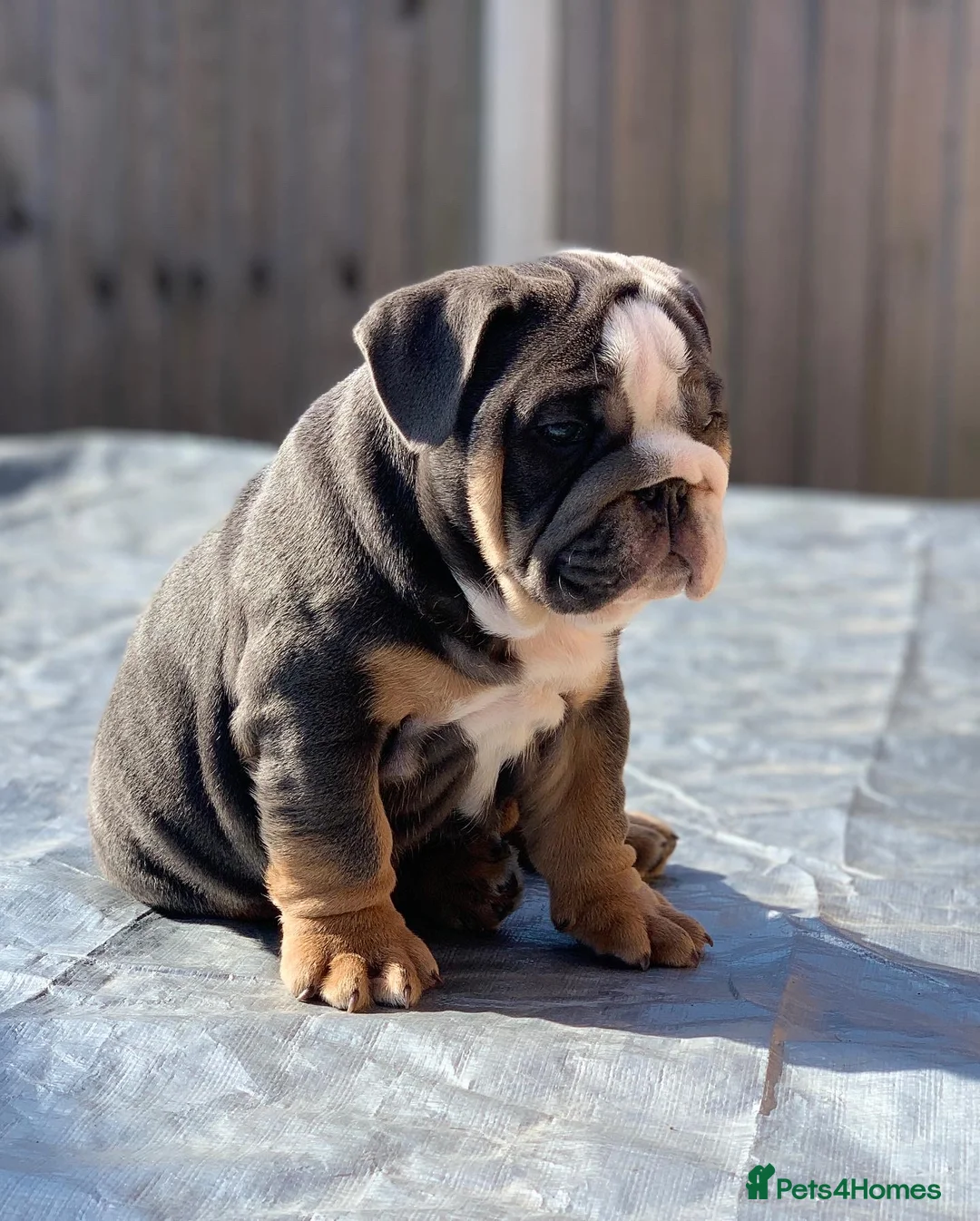 English Bulldog dogs for stud: English Bulldog Stud – Exceptional Temperament - Advert 18