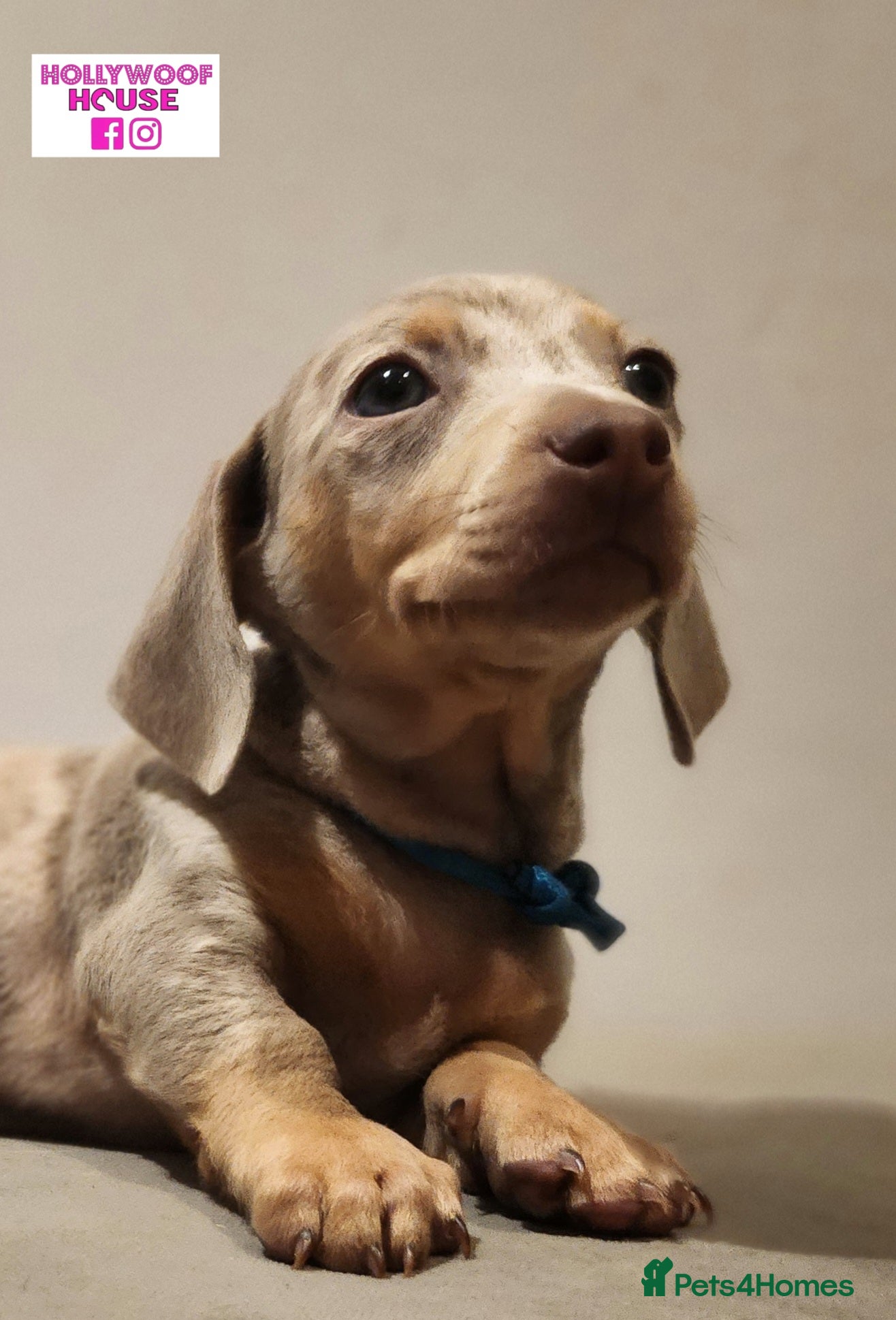 Miniature Dachshund dogs Beautiful Miniature Dachshund Pups  - Advert 2