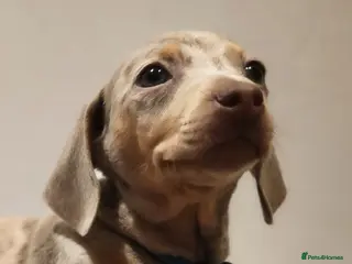 Miniature Dachshund dogs Beautiful Miniature Dachshund Pups - Advert 2