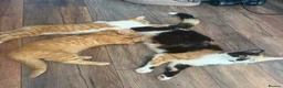 Domestic Shorthair cats for sale: Female Kitten - Advert 1