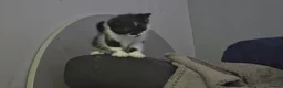 Mixed Breed cats for sale: Male kitten  - Advert 11