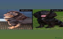 Cocker Spaniel dogs for sale: Working Cocker Spaniels  - Image 3