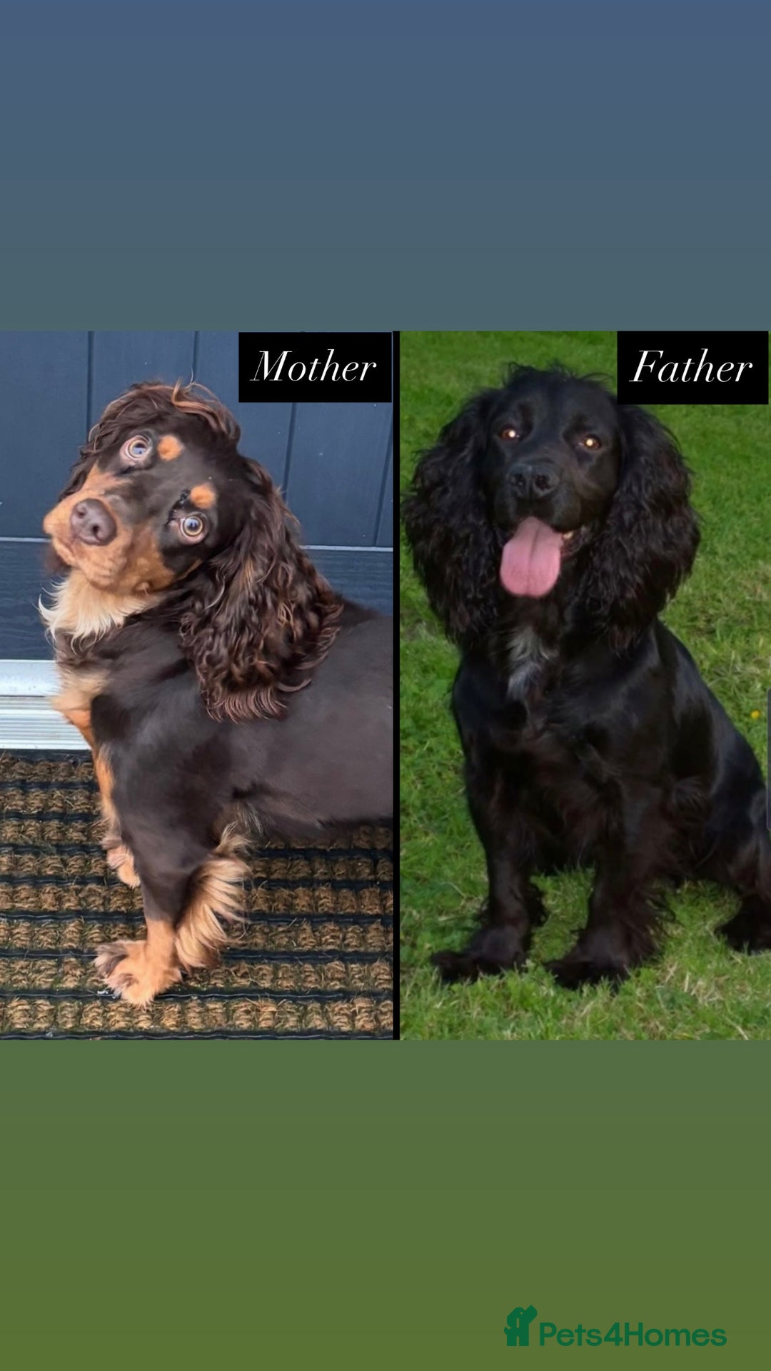 Cocker Spaniel dogs for sale: Working Cocker Spaniels  - Image 3