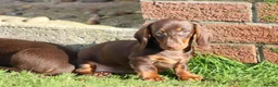 Dachshund dogs for sale: MINIATURE DACHSHUND PUPPIES FOR SALE - Advert 34