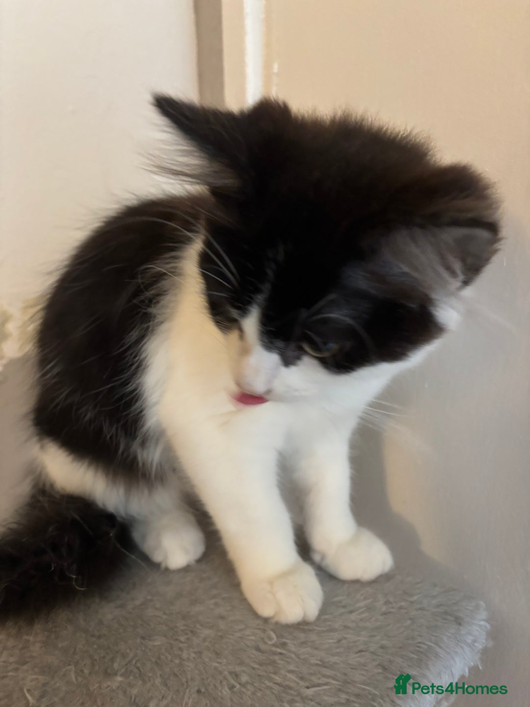 Ragdoll cats for sale: Black white mixed ragdoll - Advert 4