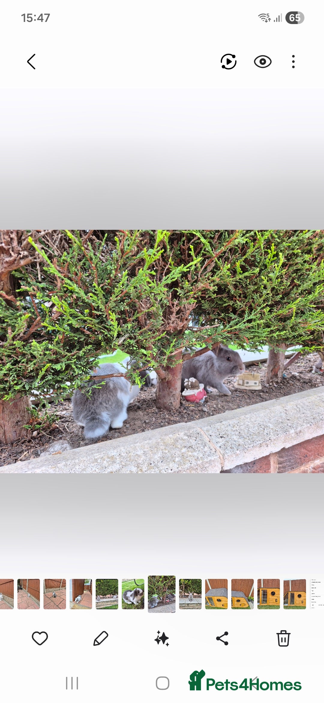 Mini Lop rabbits for sale: 14-Week-Old Rabbits (£120 for Pair)  - Image 9