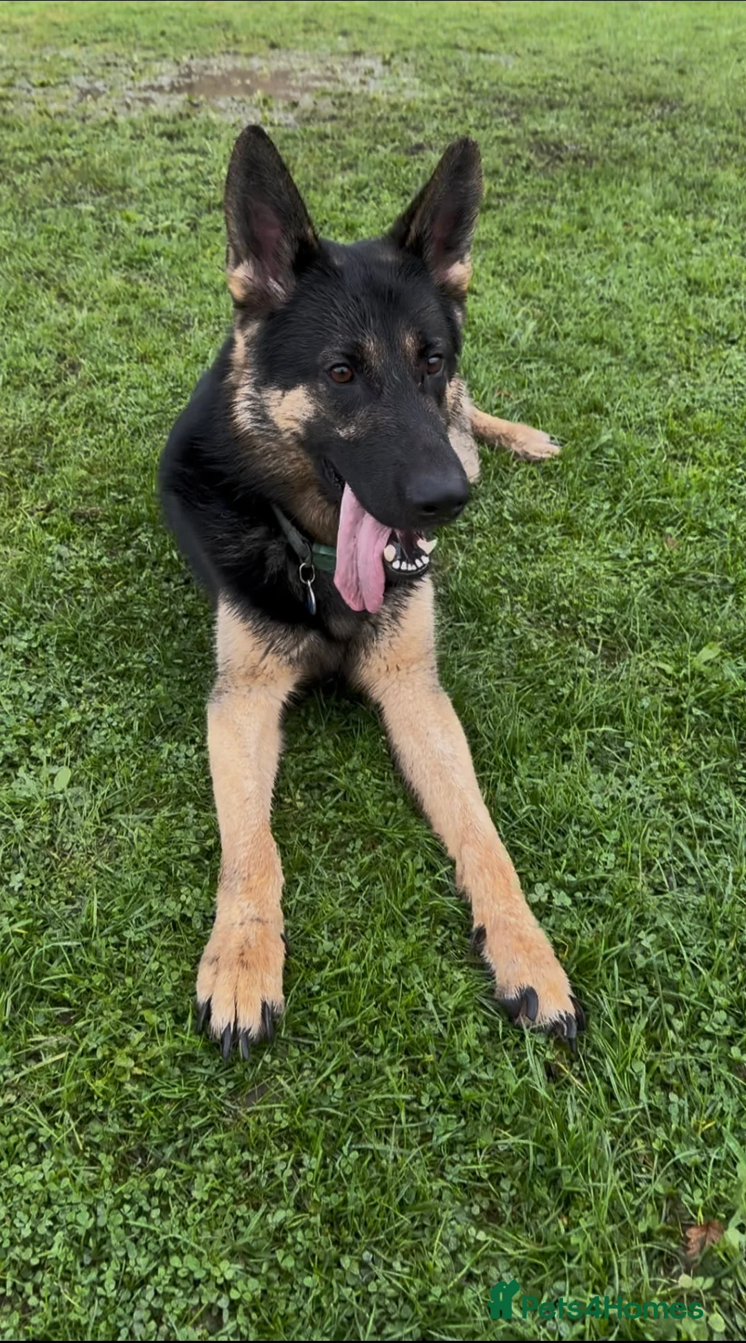 German Shepherd dogs for sale: Our amazing German shepherd  - Advert 1