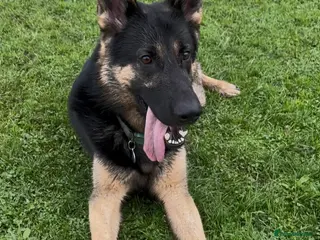 German Shepherd dogs Our amazing German shepherd - Advert 1