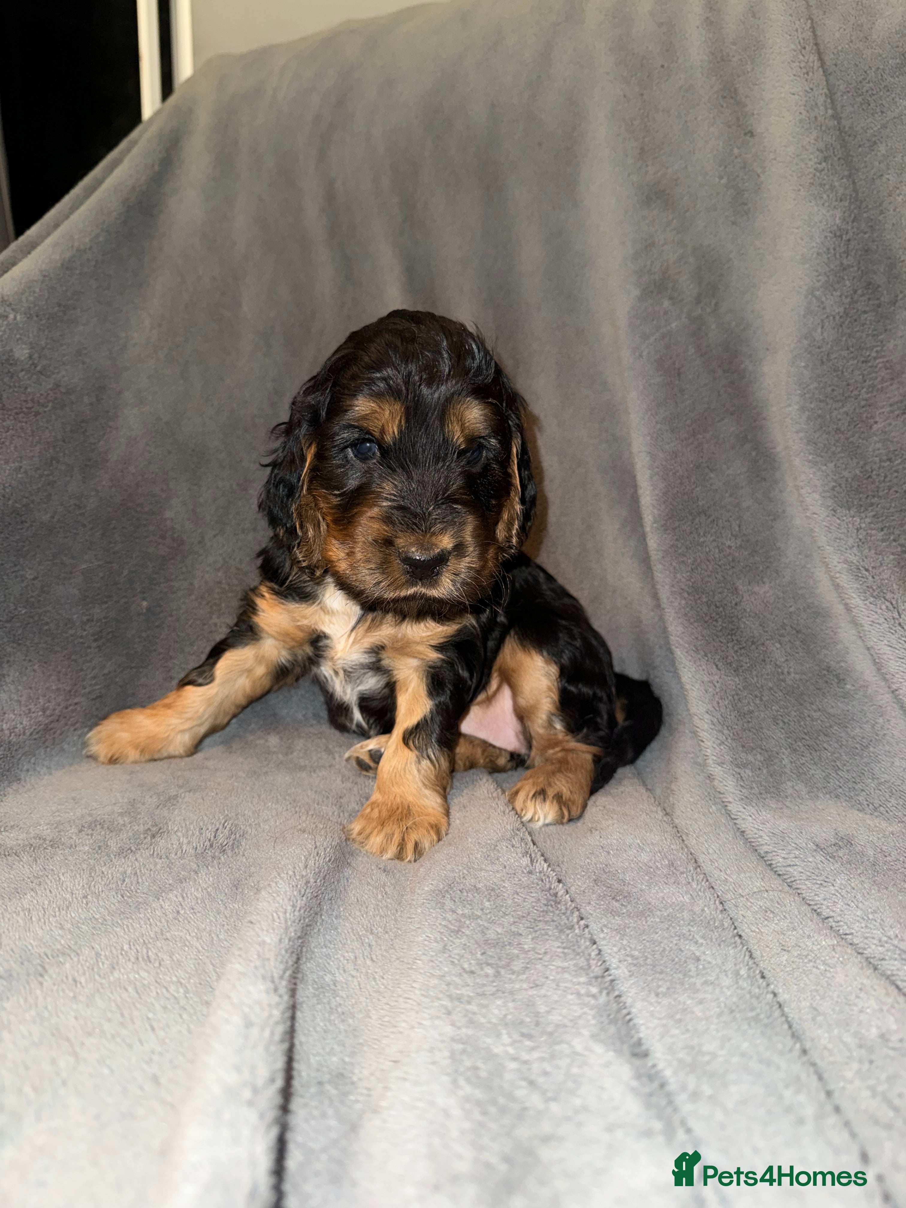 Cocker Spaniel dogs Beautiful Black & tan girl.  - Advert 10
