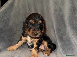 Cocker Spaniel dogs Beautiful Black & tan girl. - Advert 10