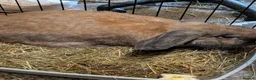Continental Giant rabbits for sale: Bilbo in Glasgow - Advert 2