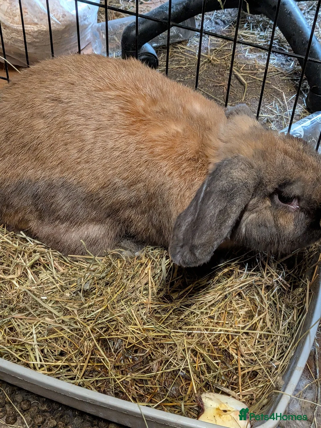 Continental Giant rabbits for sale: Bilbo in Glasgow - Advert 2