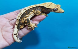 Gecko reptiles for sale:  Crested Gecko - Image 1