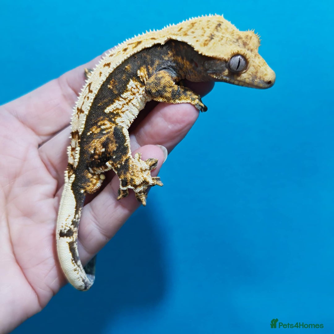 Gecko reptiles for sale:  Crested Gecko - Image 1