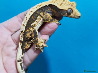 Gecko reptiles - Advert 1