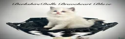Ragdoll cats for sale: Gorgeous kittens with true ragdoll character - Advert 4