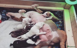 English Bull Terrier dogs for sale: English bull terrier puppies KC registered  - Image 2