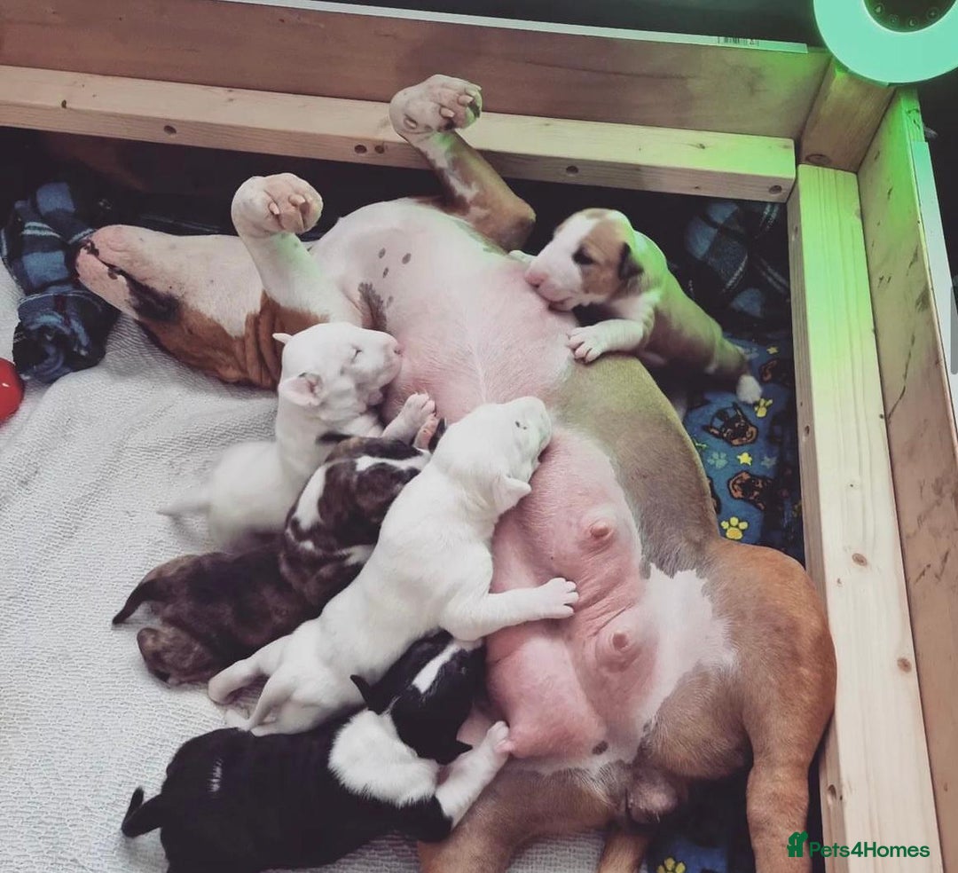 English Bull Terrier dogs for sale: English bull terrier puppies KC registered  - Image 2