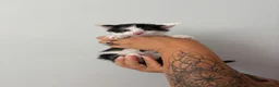 Mixed Breed cats for sale: Beautiful kittens - Advert 8