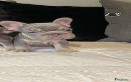 French Bulldog dogs for sale: Micro Frenchie Puppies – KC Registered - Image 1