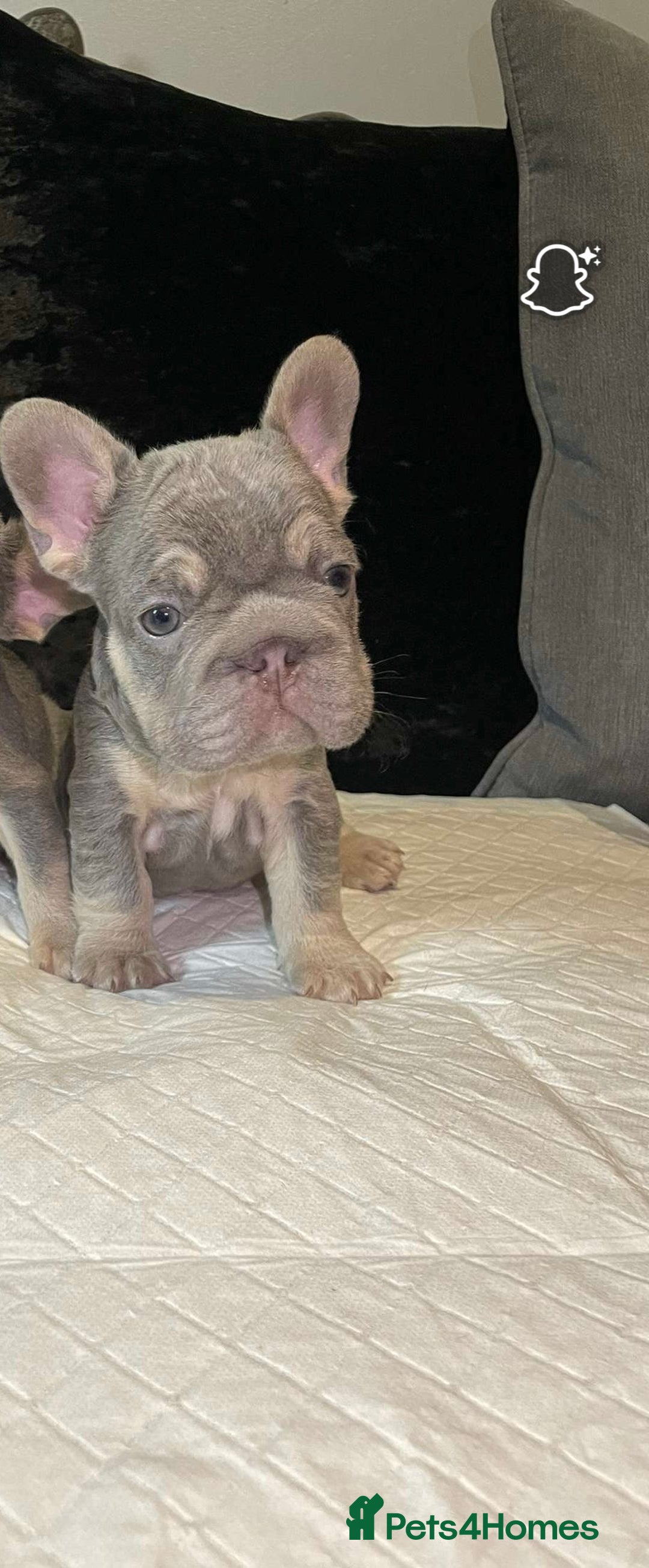 French Bulldog dogs for sale: Micro Frenchie Puppies – KC Registered - Image 1