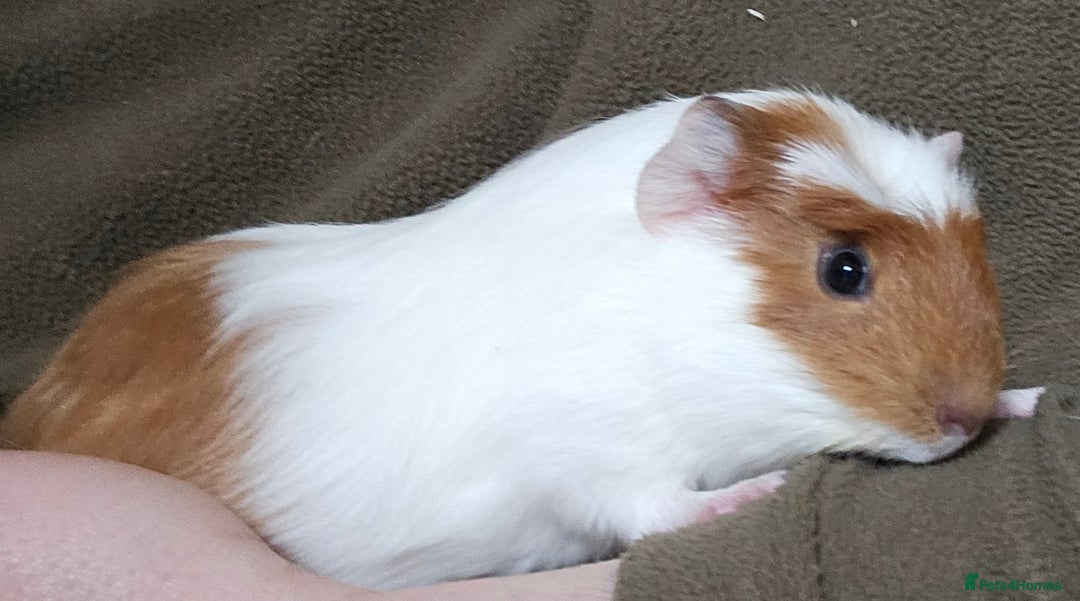 Guinea Pig rodents for sale: 7 Week Old Indoor Baby Guinea Pigs Male and Female - Image 9