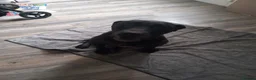 Presa Canario dogs for sale: Pressa canario puppies  in Birmingham - Advert 5