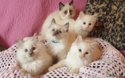 Ragdoll cats for sale: 💖Beautiful GCCF Registered Ragdoll Kittens. - Image 1