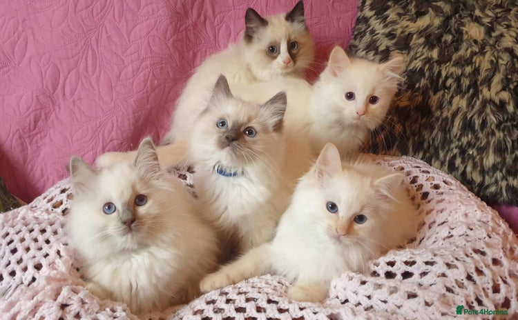 Ragdoll cats - Advert 1