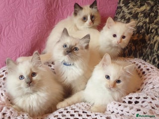 Ragdoll cats - Advert 2