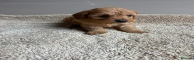 Cavapoo 4