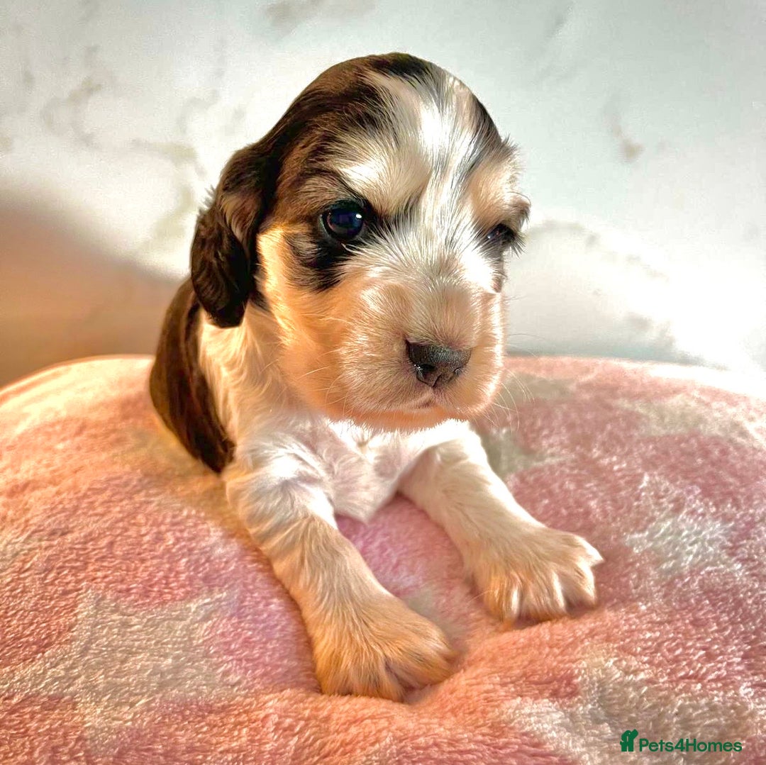 Cocker Spaniel dogs for sale: Fully health tested KC Cocker Spaniel puppies - Image 4