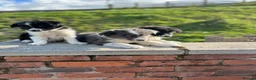 Border Collie dogs for sale: Beautiful Border Collie Puppies  - Advert 12
