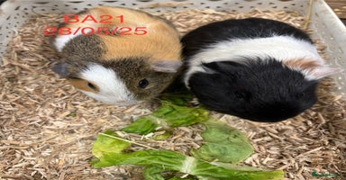 Guinea Pig rodents - Advert 19