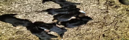 Mixed Breed dogs for sale: Kelpie x Welsh collie x Belgian malinois x staffy  in Brecon - Advert 2
