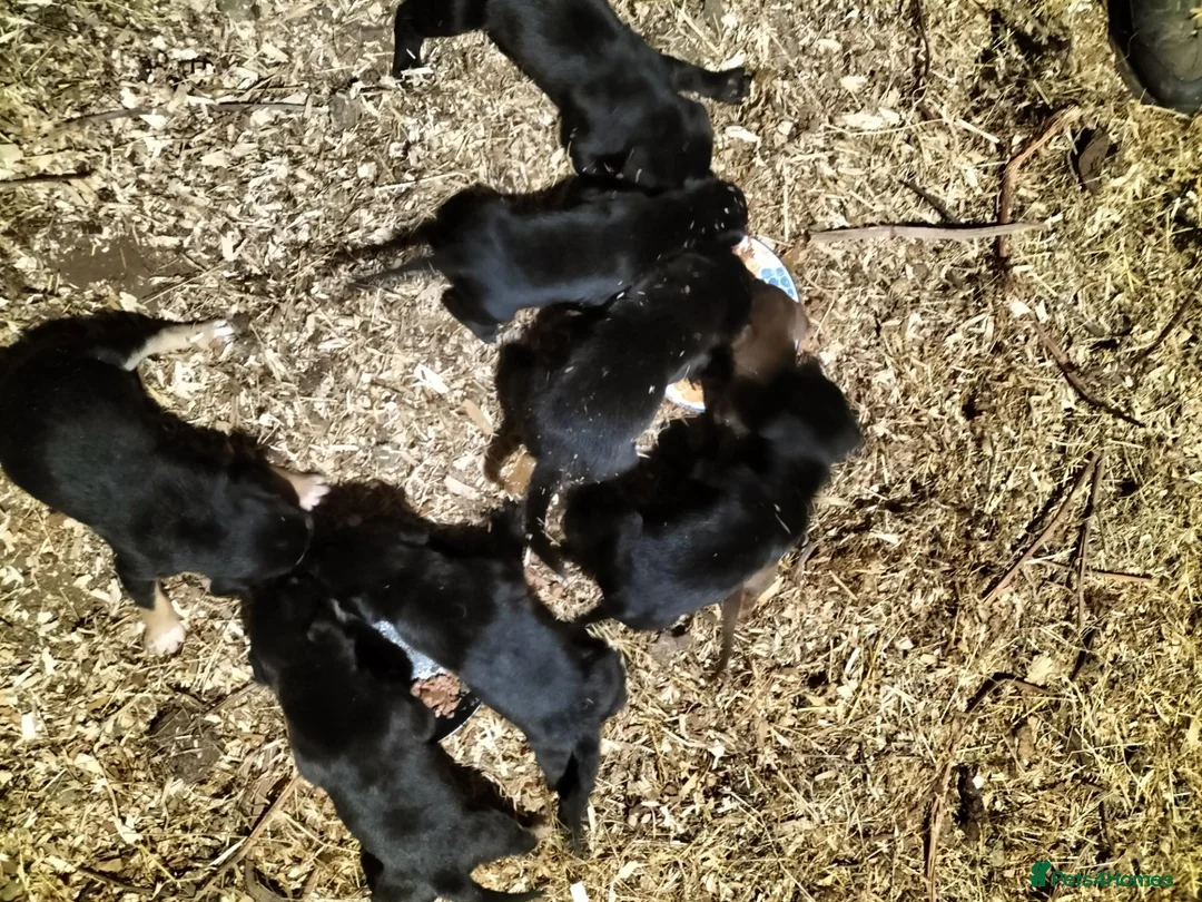 Mixed Breed dogs for sale: Kelpie x Welsh collie x Belgian malinois x staffy  in Brecon - Advert 2