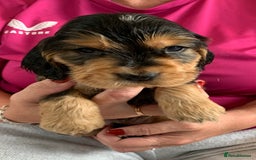 Cocker Spaniel dogs for sale: Health tested KC reg show type cocker spaniels  in Abergele - Image 21