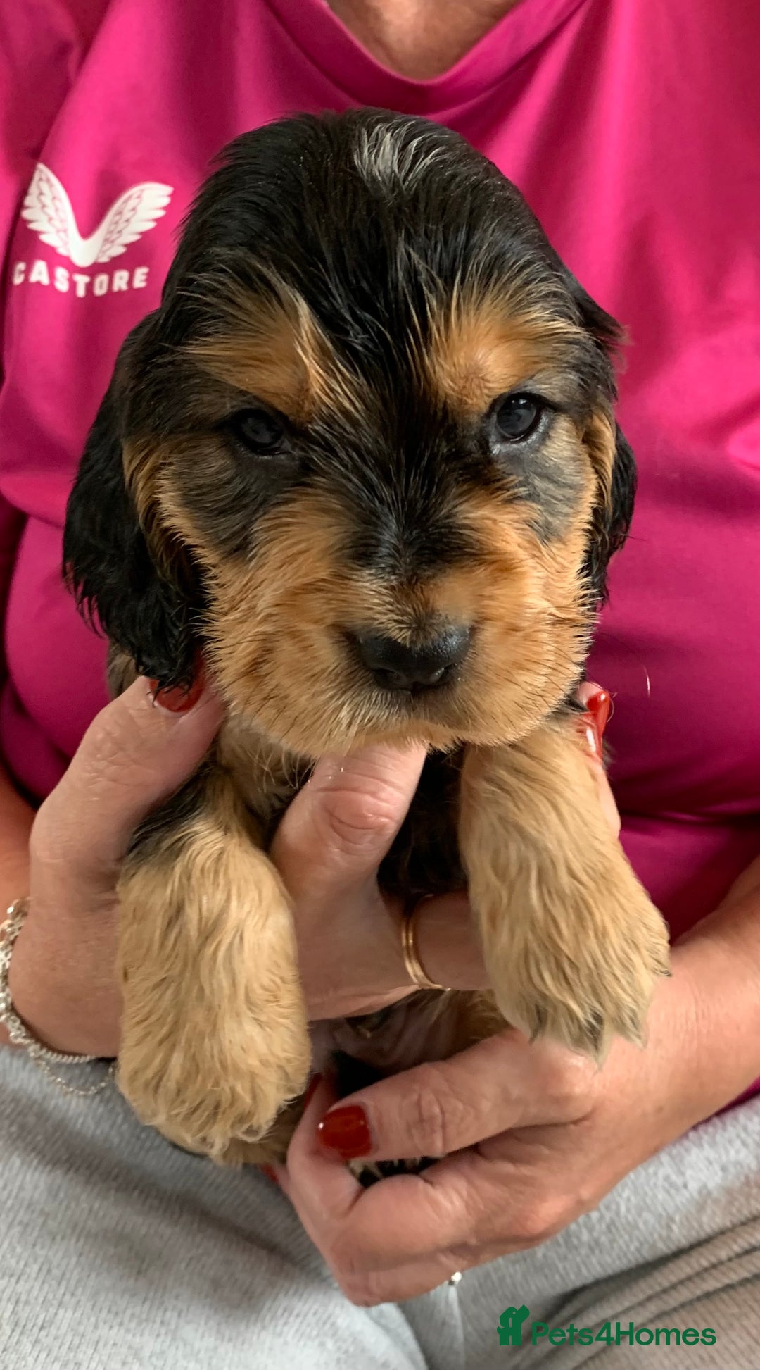 Cocker Spaniel dogs for sale: Health tested KC reg show type cocker spaniels  in Abergele - Image 21