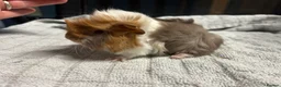 Guinea Pig rodents for sale: beautiful friendly guinea pigs to reserve  - Advert 4