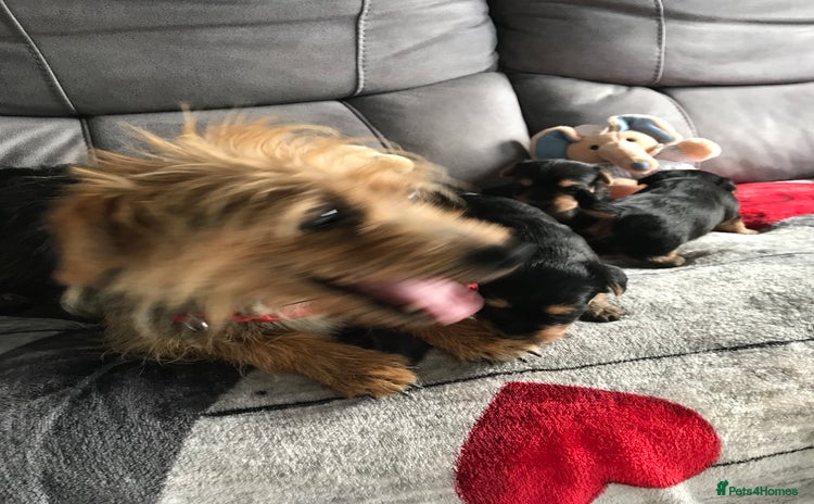 Yorkshire Terrier dogs - Advert 1